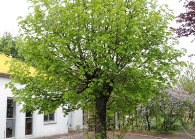 Baumpflege in Beckum