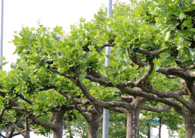 Gepflegter Garten mit bunten Blumen, gesundem Rasen und Blick auf das Wasserschloss Haus Steinfurt in Drensteinfurt, Symbol für professionelle Gartenpflege.