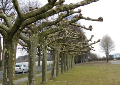 Platanen in Münster Handorf, Symbol für professionelle Gartenpflege und naturnahe Stadtentwicklung.