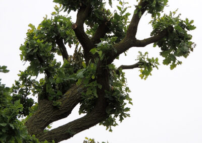 Baumpflege-Lüdinghausen-Eiche