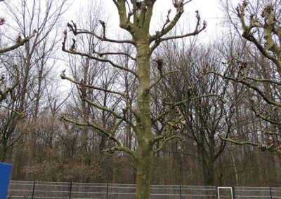 Große alte Bäume und gepflegte Grünflächen vor der Kirche in Ascheberg, Symbol für die lebendige Natur und professionelle Baumpflege im Münsterland.