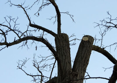 Baumpflege Muenster vom Fachmann